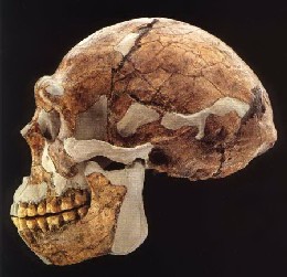homo-erectus